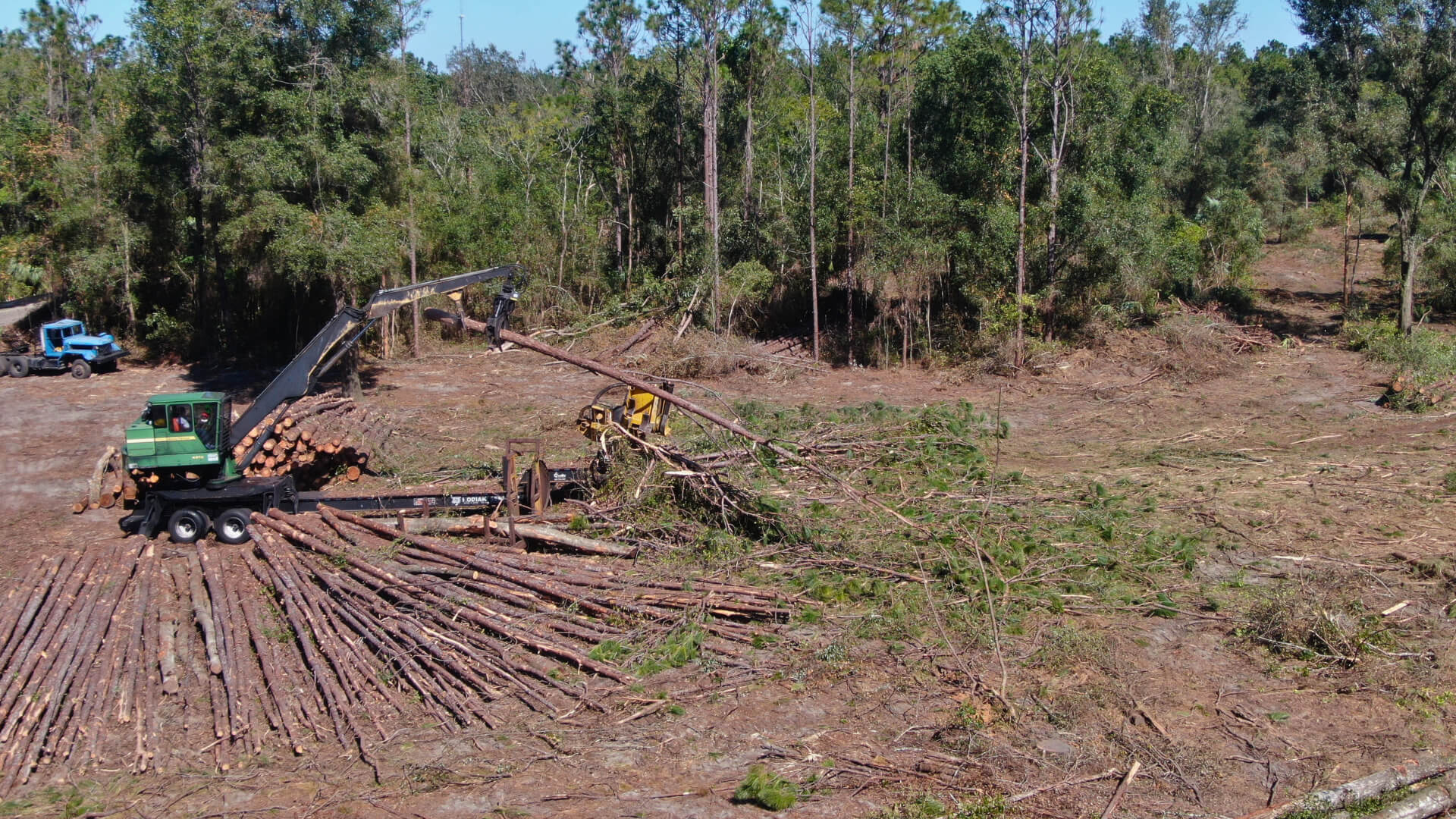 A forestry loader stacking logs along a dirt road in a Florida pine forest at sunset, representing professional timber harvesting and land management.